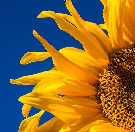 sunflower close up against sunny blue sky