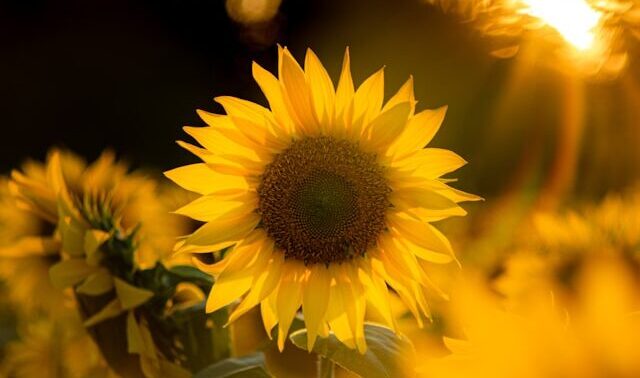 sunflower in field facing away from the sunset
