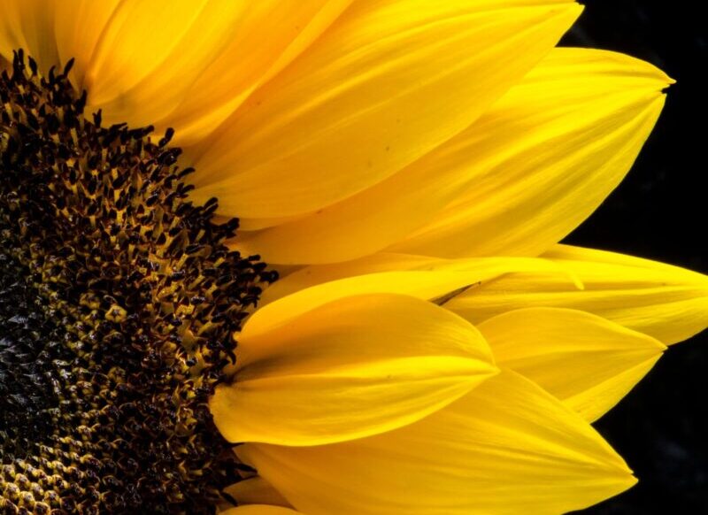 sunflower on black background